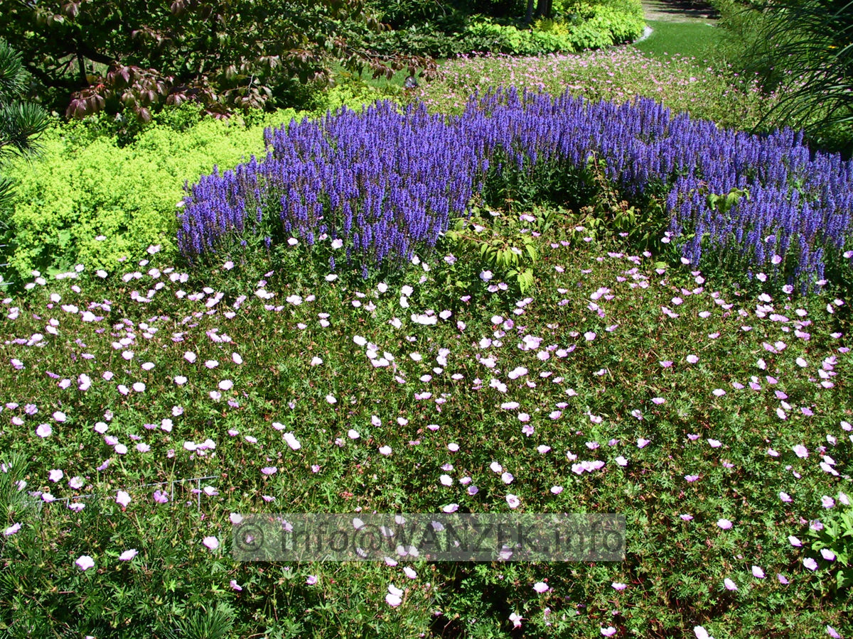 Salvia nemorosa Blaukoenigin 01.jpg